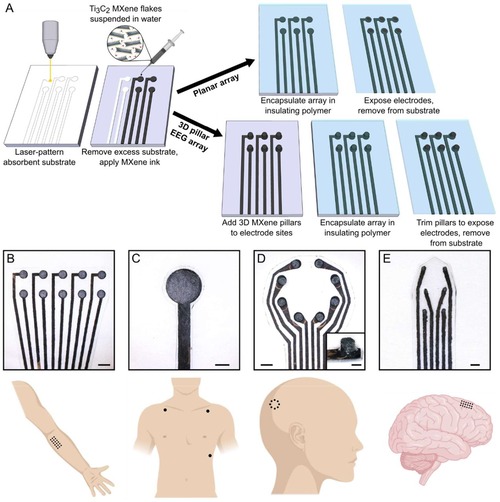 Evaluating and benchmarking the EEG signal quality of high-density, dry MXene-based electrode arrays against gelled Ag/AgCl electrodes